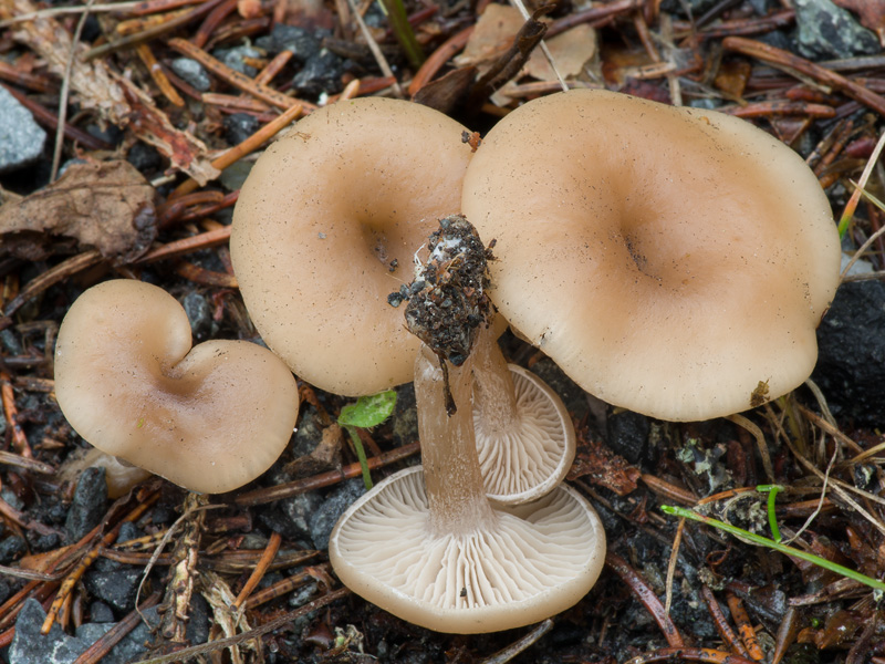 Clitocybe fragrans